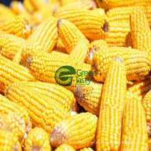 Nueva cosecha de maíz verduras congeladas IQF